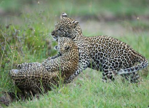 遇见豹子最新爆料图片,最新爆料图片揭秘神秘动物真容